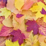 Acquistare un soffiatore, come orientarsi in fase di scelta