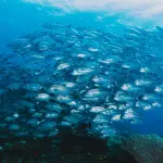 Pesca subacquea in apnea, cos'è e come funziona