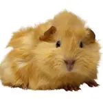 Come curare una cavia peruviana