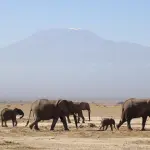 Cinque motivi per cui vale la pena fare un safari