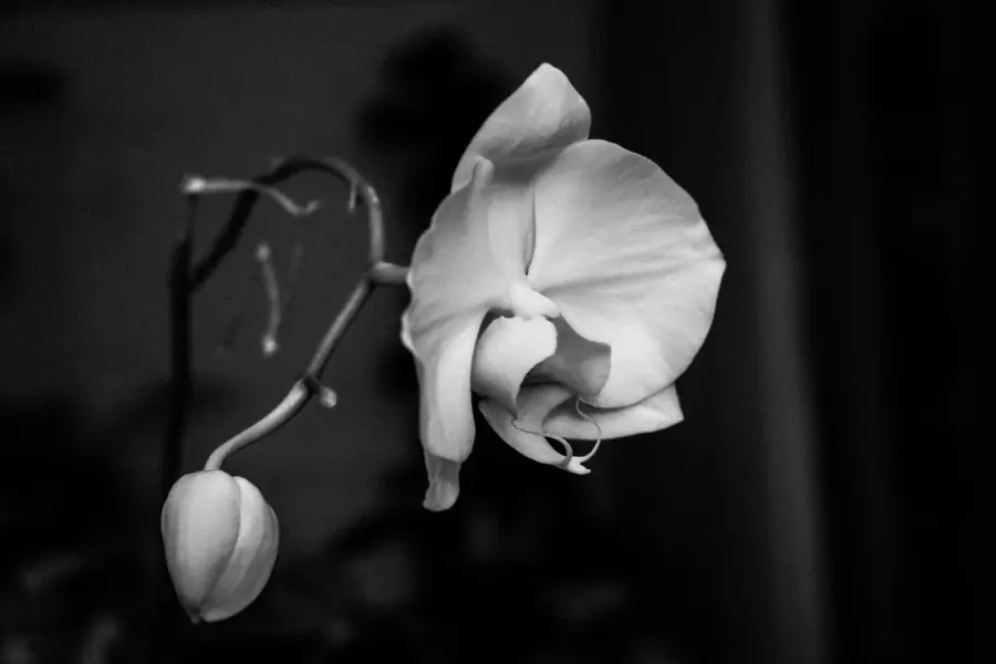 Come curare un'orchidea in casa e farla rifiorire