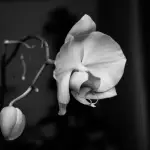 Come curare un'orchidea in casa e farla rifiorire