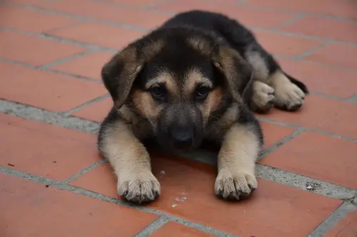 Come educare un cucciolo di cane: guida pratica