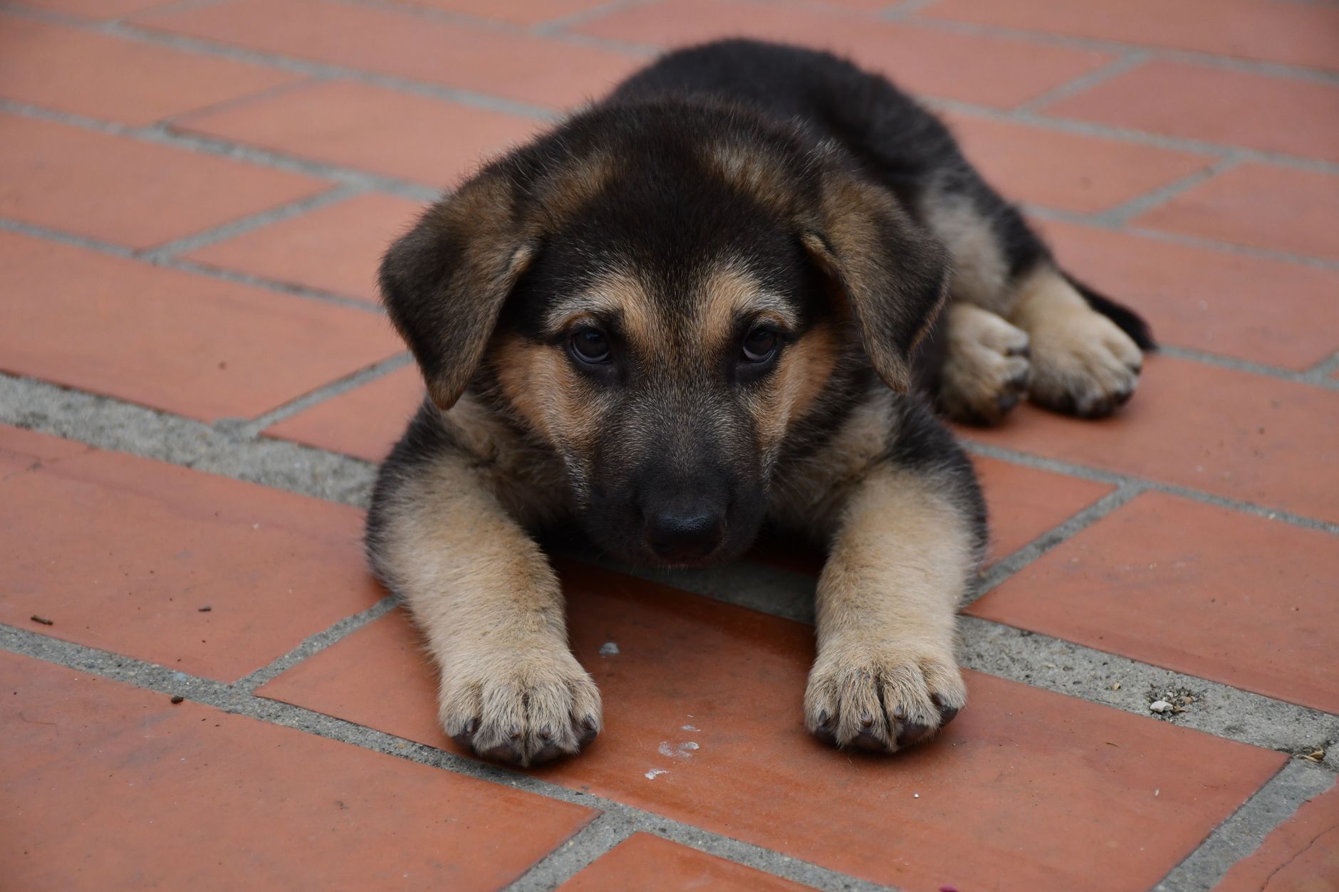 Come educare un cucciolo di cane: guida pratica