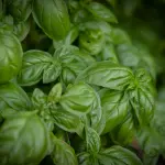 Come conservare il basilico fresco più a lungo