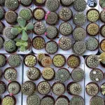Come curare le piante grasse in casa