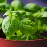 Coltivare basilico in vaso: guida pratica 2026