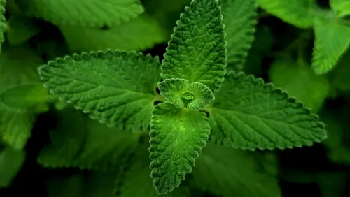 Coltivare Menta in Vaso Senza Farla Invadere
