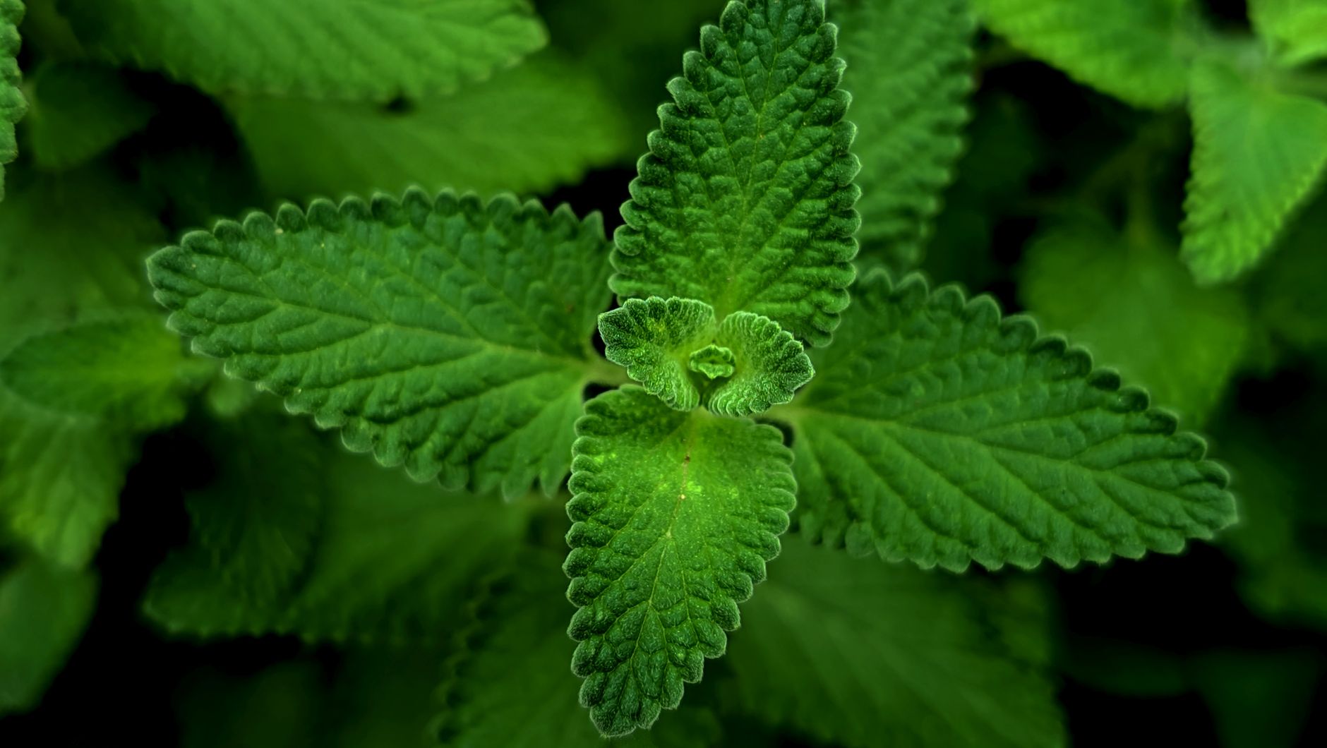 Coltivare Menta in Vaso Senza Farla Invadere