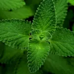 Coltivare la menta in vaso senza farla invadere