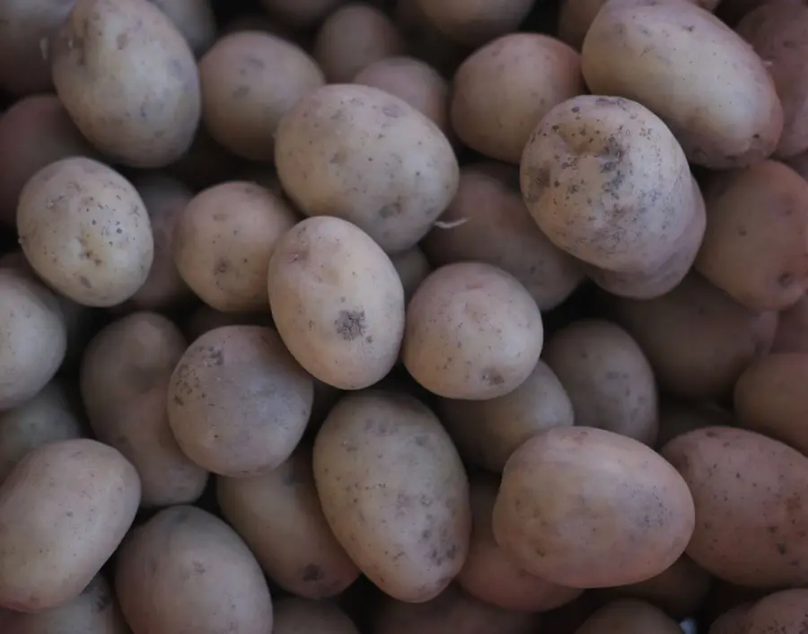 Come conservare le patate senza farle germogliare