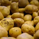 Conservare le patate: come evitare i germogli