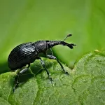 Coleotteri Neri: Esplorando la Diversità e l'Importanza di Questi Insetti Misteriosi