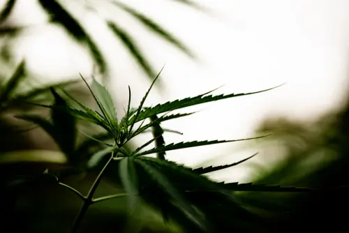 Coltivare canapa in Italia: cosa c’è da sapere?