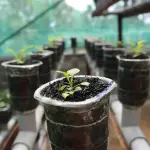 Come scegliere e utilizzare al meglio i fertilizzanti per la coltivazione idroponica