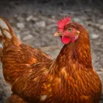 Acquistare abbeveratoi per galline: come individuare i migliori modelli